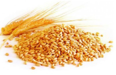 Пшениця